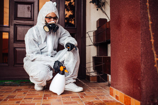 Attic and Crawl Space Rodent Treatment in Massanutten