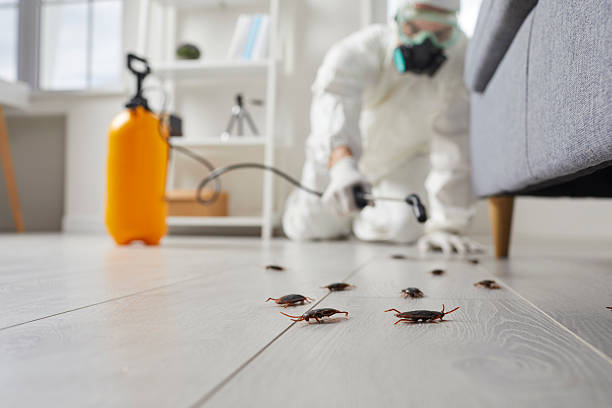 Commercial Rodent Management in Massanutten